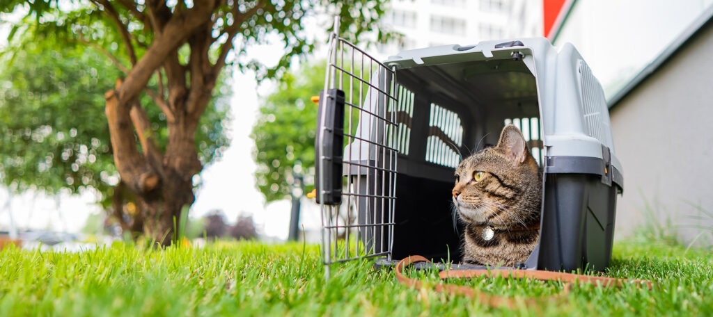 Cat in a carrier on grass.